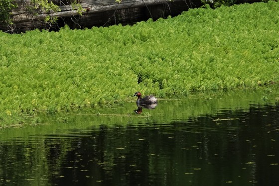 カイツブリの親鳥